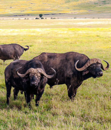 the-eco-hunter-jagd-caprivi-sambesi-buffel-namibia