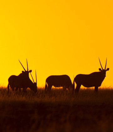 the-eco-hunter-jagd-gebiete-damaraland-oryx-gemsbok-silhouette-sonnenuntergang
