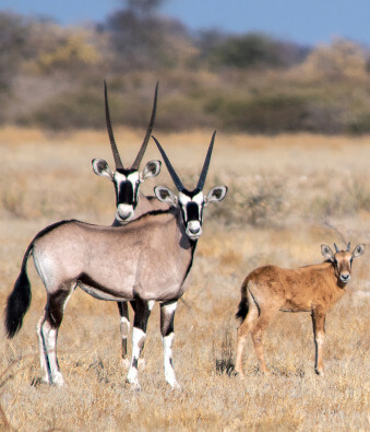 the-eco-hunter-jagd-saison-oryx-kuh-mit-kalb-wenig-weide-trockene-landschaft