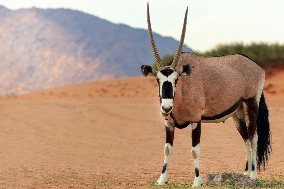 the-eco-hunter-jagdtrophae-oryx-bulle-wueste-berge-steht-auf-der-sand-strasse-past-prime