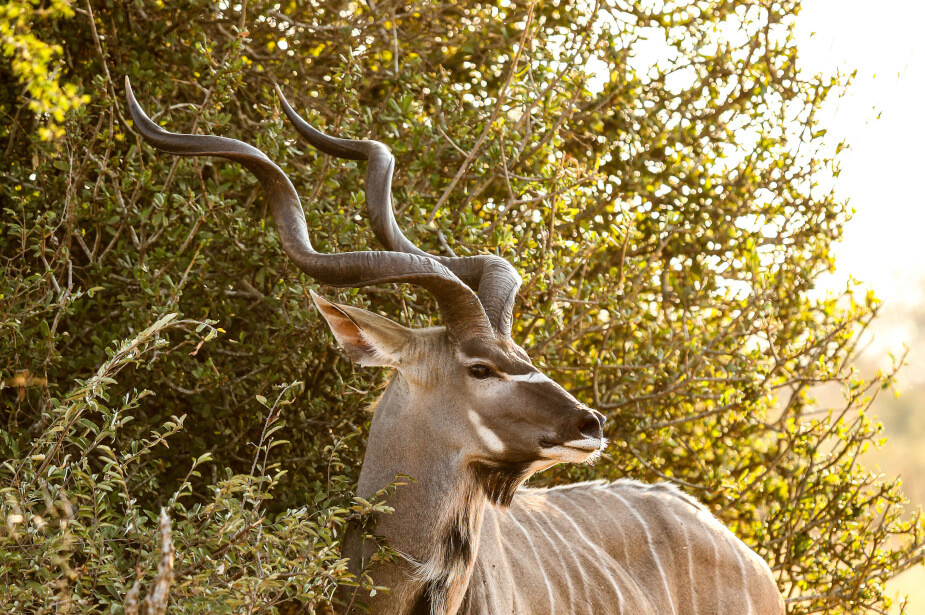 the-eco-hunter-jagdtrophaee-kudu-bulle-getarnt-im-busch-starke-hoerner-schaut-nach-rechts-past-prime