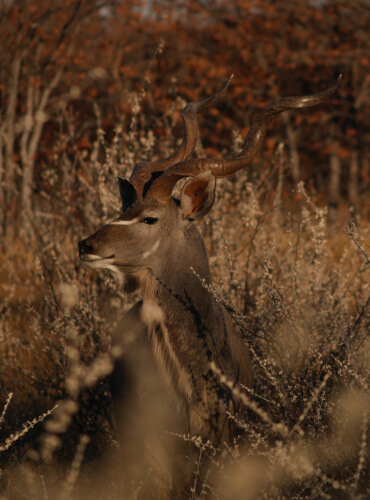 the-eco-hunter-nachhaltigkeit-Kudu-Bulle-Starke-Trophae-hohe-weide-Namibia