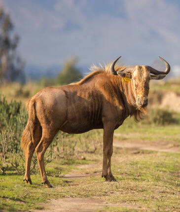 the-eco-hunter-nachhaltigkeit-goldenes-gezuechtetes-wildebeest-gnu