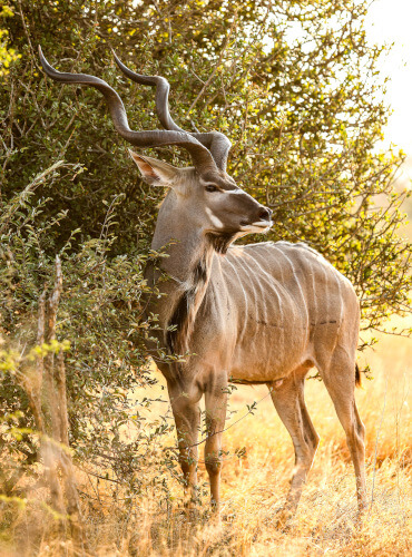 the-eco-hunter-nachhaltigkeit-kudu-bulle-starke-trophae-steht-und-schaut-nach-rechts-namibia