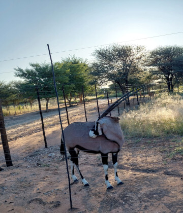 the-eco-hunter-nachhaltigkeit-oryx-kuh-eingezaeunt-namibia