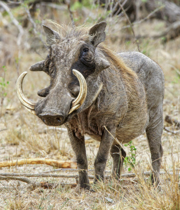 the-eco-hunter-nachhaltigkeit-reifer-keiler-mit-starken-waffen-namibia