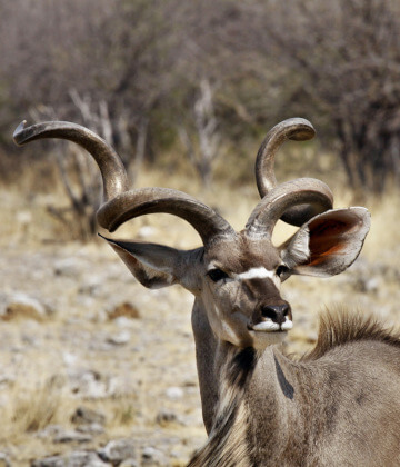 the-eco-hunter-nachhaltigkeit-reifer-kudu-bulle-trockene-weide