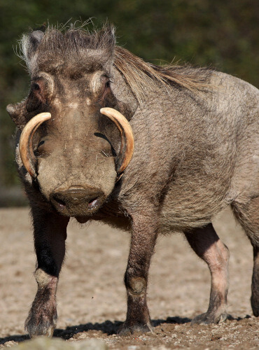 the-eco-hunter-nachhaltigkeit-warzenschwein-keiler-mit-starken-waffen-past-prime-trophae-namibia