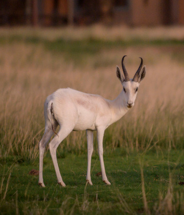 the-eco-hunter-nachhaltigkeit-weiß-gezuecktetes-springbock-auf-offener-flaeche