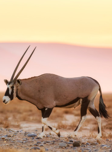 the-eco-hunter-nachhaltigkeit-wueste-oryx-gemsbok-bulle-reife-trophaee-auf-offener-flaeche