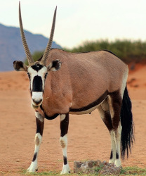 the-eco-hunter-jagdfarm-jagdtrophae-oryx-bulle-wueste-berge-steht-auf-der-sand-strasse-past-prime