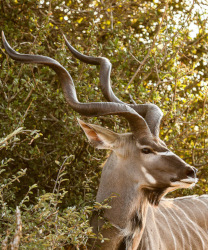 the-eco-hunter-jagdfarm-jagdtrophaee-kudu-bulle-getarnt-im-busch-starke-hoerner-schaut-nach-rechts-past-prime