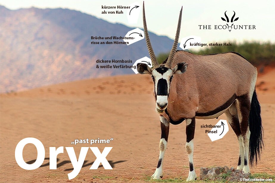 the-eco-hunter-jagdtrophae-beschreibung-oryx-bulle-wueste-berge-steht-auf-der-sand-strasse-past-prime