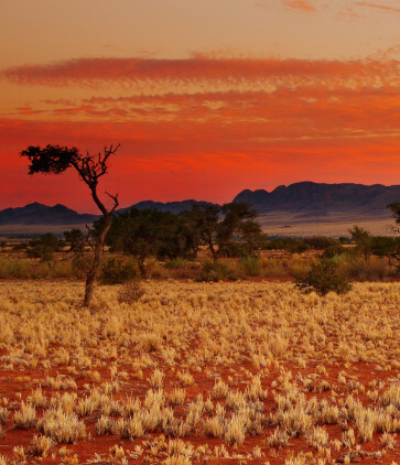 theecohunter-jagd-gebiete-regionen-hardap-wueste-roter-sand-roter-himmel-namibia