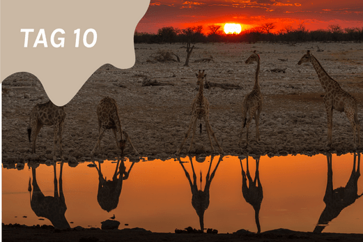 TheEcoHunter Camp & Hunt Tag 10 Giraffen am Wasserloch auf Safari in Etosha Jagen und Safari