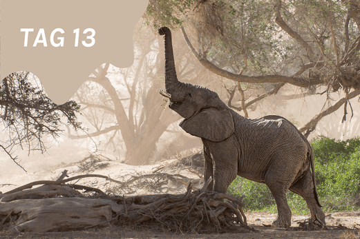 TheEcoHunter Camp & Hunt Tag 13 Wuestenelefant im Damaraland pflueckt vom Baum auf Safari Rundreise mit Jagdmoeglichkeit
