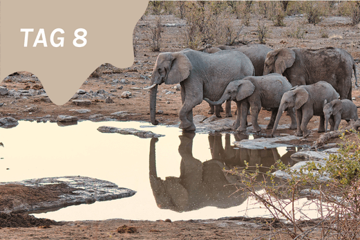 TheEcoHunter Camp & Hunt Tag 8 Elefanten am Wassserloch auf Safari Etosha Namibia
