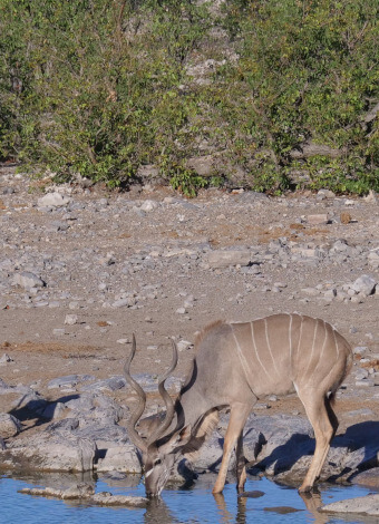 the-eco-hunter-hunting-africa-namibia-dry-season-kudu-bull-drinking-waterhole