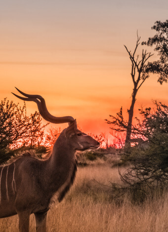 the-eco-hunter-hunting-africa-namibia-kudu-sundowner-sustainable-indigenous-species-game