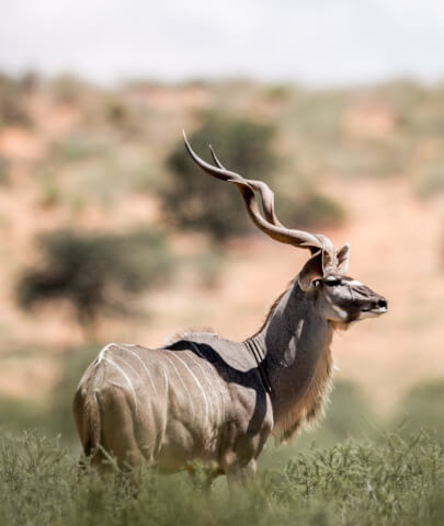 the-eco-hunter-hunting-africa-namibia-old-kudu-bull-sustainable-conservation