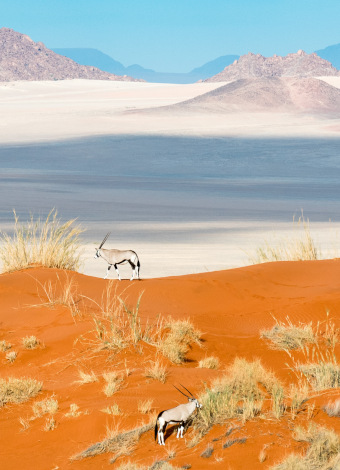 the-eco-hunter-hunting-africa-namibia-oryx-bull-dune-sustainable-conservation