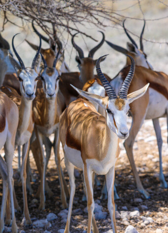the-eco-hunter-hunting-africa-namibia-sustainabilty-herd-springbok-female-offspring-conservation