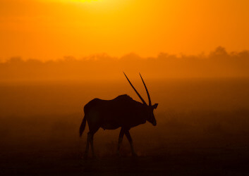 the-eco-hunter-jagdfarm-uebersicht-oryx-sonnenuntergang-offene-weide