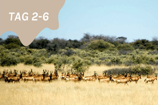 Jagdreise und Angelurlaub Jagen und Angeln in Namibia Angebot Grosse Hartebeest/Kuhantilopenherde beim Pirschen Pirschjagd