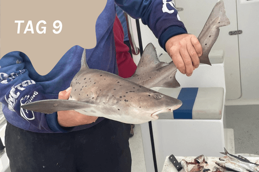 Jagdreise und Angelurlaub Jagen und Angeln in Namibia Angebot Tiefsee Angeln Hai