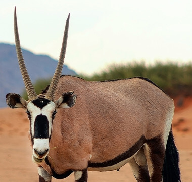 Oryx/Gemsbok  