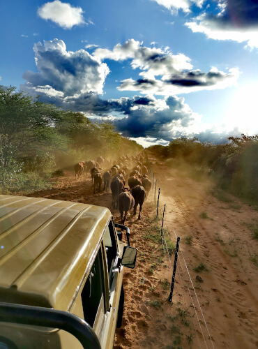 the-eco-hunter-hunting-experience-farm-life-family-cattle-work-with-landcruiser