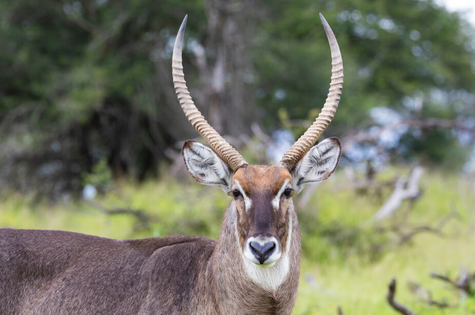 the-eco-hunter-old-waterbuck-hunting-prime-past-male-trophy