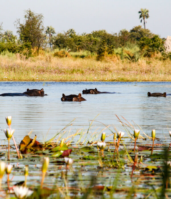 the-eco-hunter-places-to-hunt-in-namibia-hippo-pool-zambesi-caprivi-africa