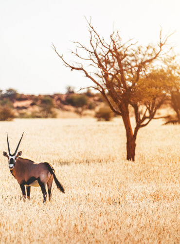 the-eco-hunter-places-to-hunt-in-namibia-omaheke-area-oryx-standing-in-golden-light