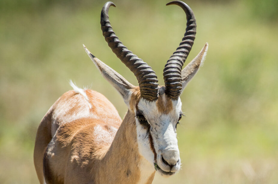 the-eco-hunter-springbok-hunting-old-prime-trophy-profile-namibia-africa