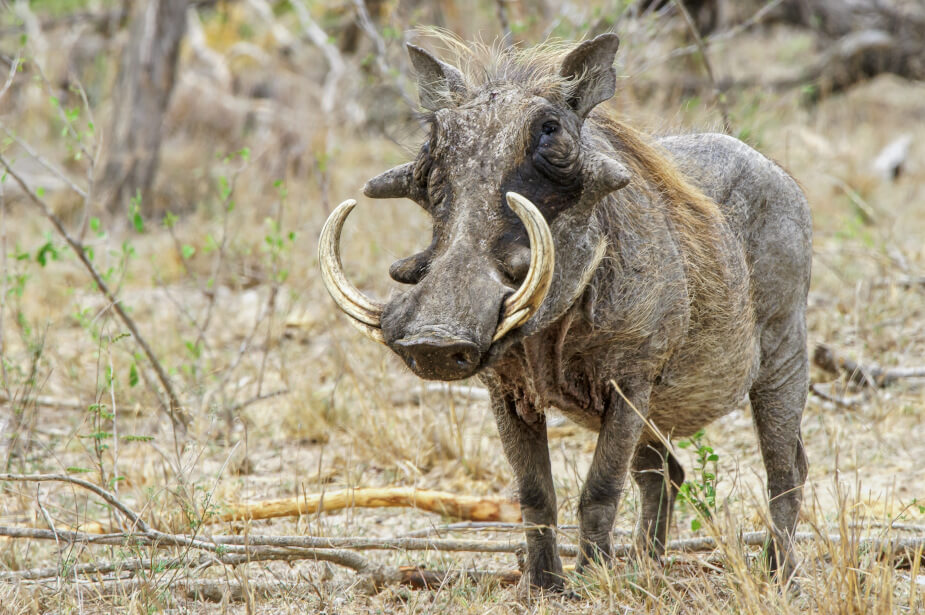 the-eco-hunter-warthog-hunting-old-boar-in-namibia-africa