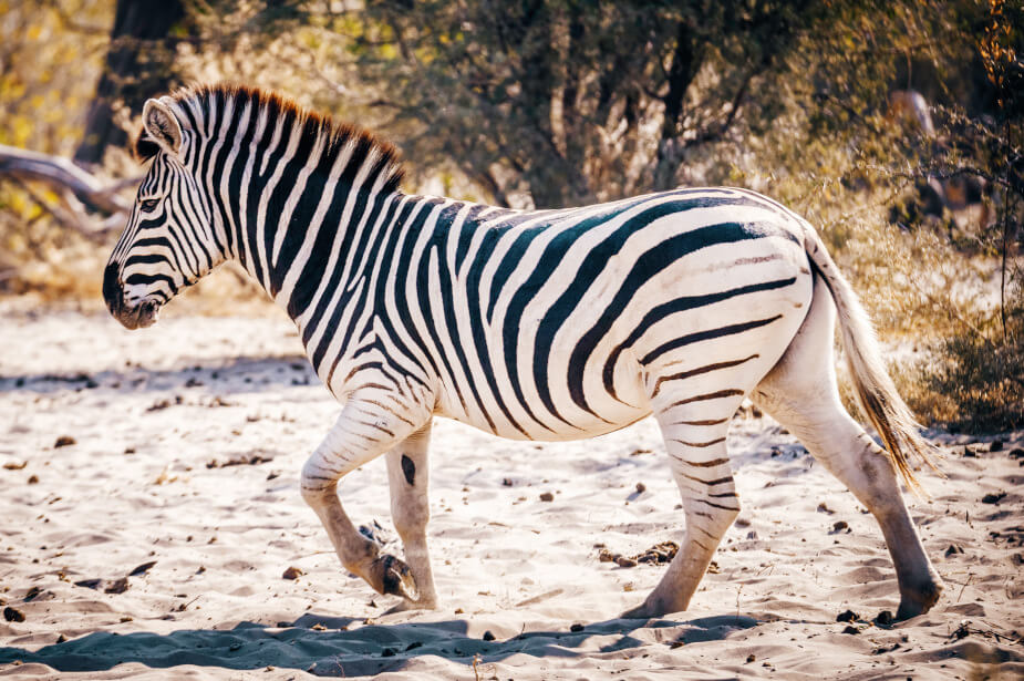 the-eco-hunter-zebra-hunting-male-walk-stalk-namibia-africa