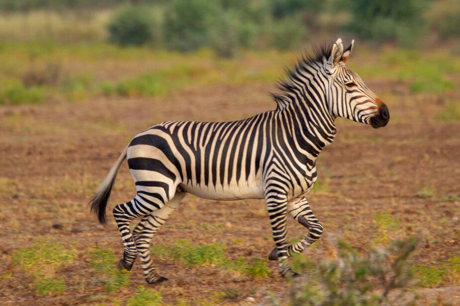 the-eco-hunter-zebra-hunting-stallion-on-open-plain-namibia-africa