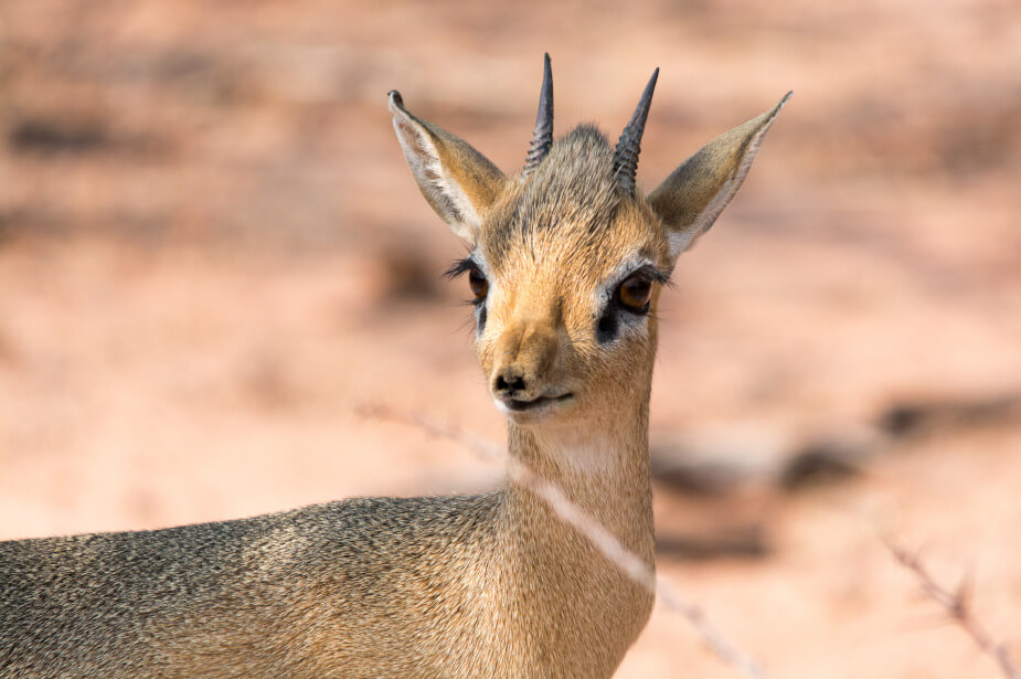theecohunter-damara-dikdik-hunting-small-antelope-profile-male-trophy
