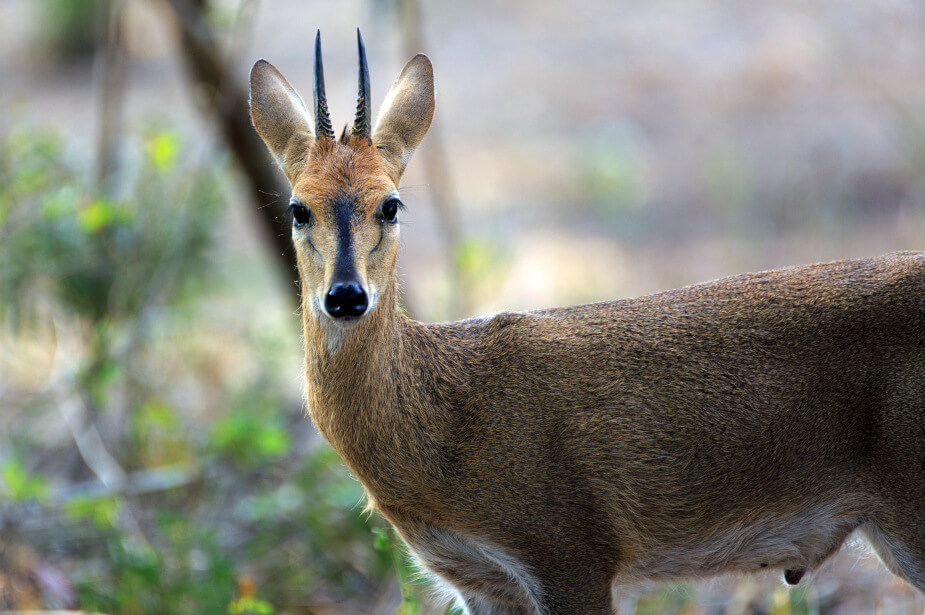 theecohunter-duiker-hunting-in-namibia-africa-profile-male-trophy