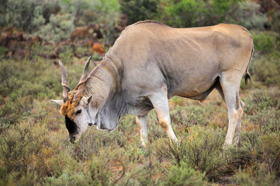 theecohunter-eland-hunting-bull-grazing-namibia-africa