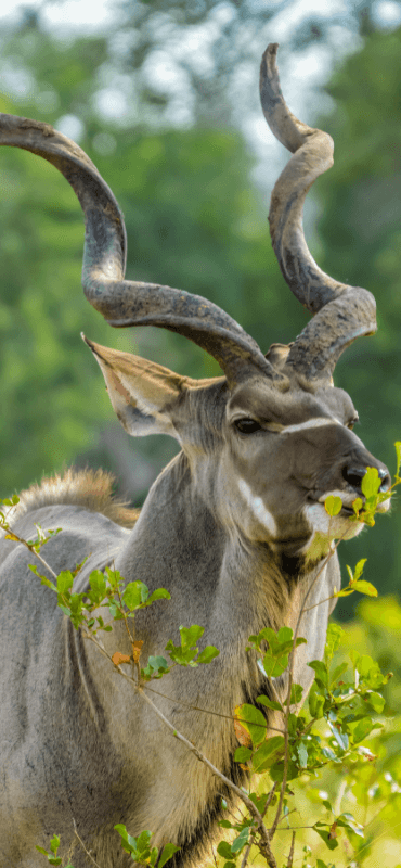 theecohunter kudu isst blaetter hegering meeting