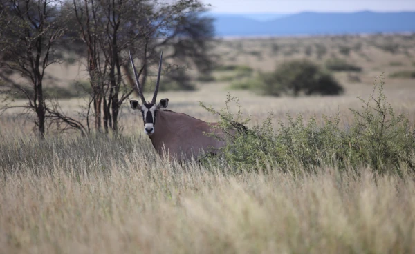 Oryx (Jagdfarm Onverwacht)