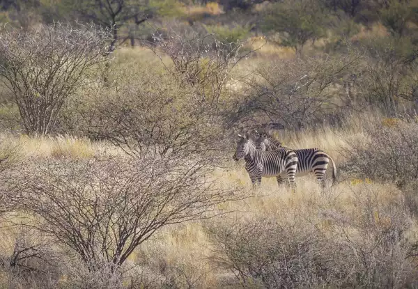 Zebras auf der Landschaft (Jagdfarm Okondura)