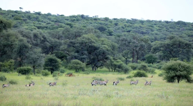 Oryx und Hartbeest Herde (Jagdfarm Omambonde)