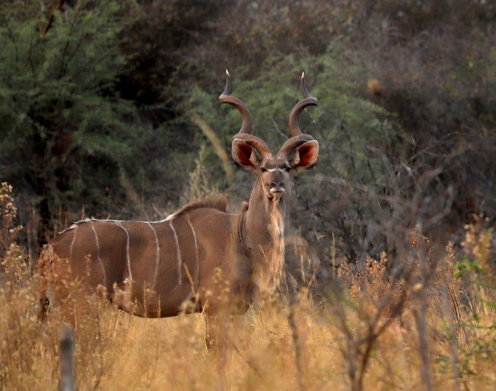 Kudu (Jagdfarm Omambonde)