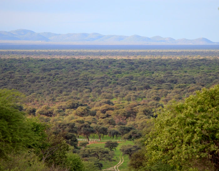 Landschaft (Jagdfarm Omambonde)