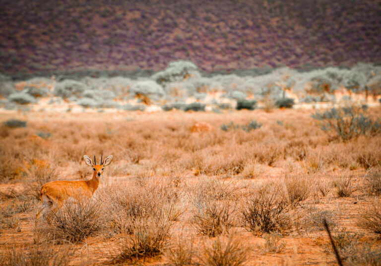 jagdfarm onverwacht steinbock steinbockchen jagd namibia