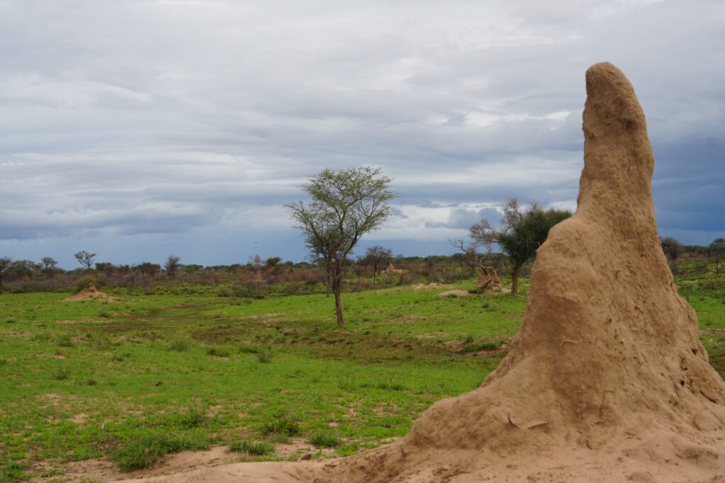 Typischer Termitenhügel in der weiten Savanne Namibias unter dramatischem Himmel – Natur pur.