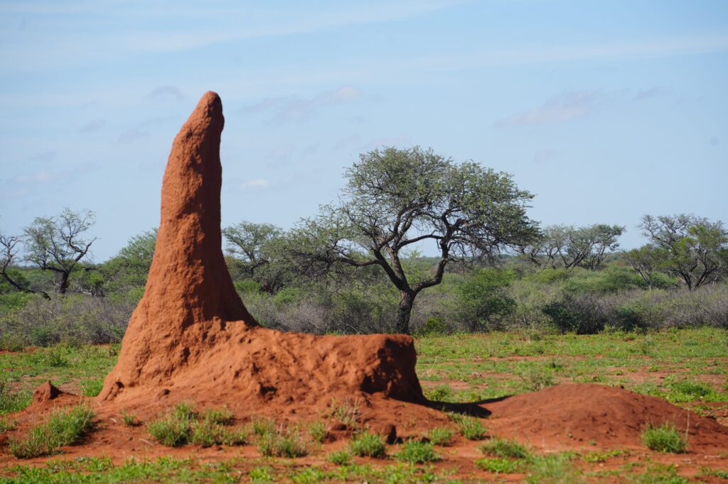 Leuchtend roter Termitenhügel in der afrikanischen Savanne mit Akazienbäumen im Hintergrund – typische Landschaft in Namibia.